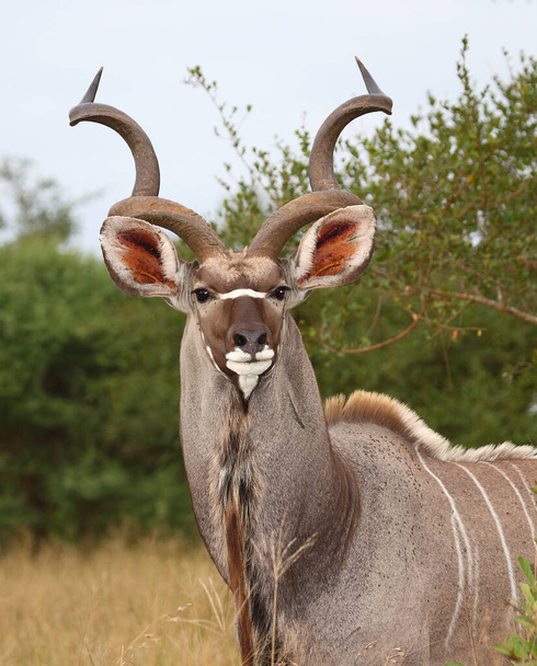 Grosser Kudu / Greater kudu / Tragelaphus strepsiceros - Fotoğraf, Görsel