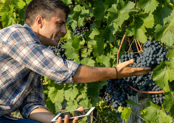 Attractive mature man with tablet checking ripe grapes in vineyard in summer time - Photo, Image