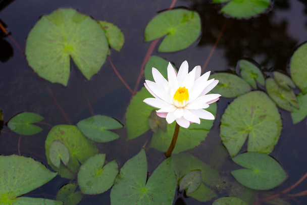 Nymphaea lotus flower with leaves, Beautiful blooming water lily - Fotografie, Obrázek