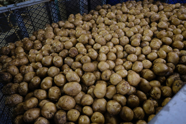 Πολλές πατάτες που αποστέλλονται - Φωτογραφία, εικόνα