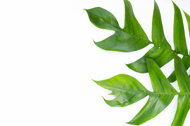 Rhaphidophora tetrasperma mini monstera green leaves - Фото, зображення
