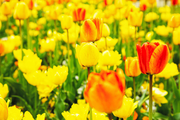 campo de floración con tulipanes. Primavera. hermosa naturaleza. - Foto, imagen
