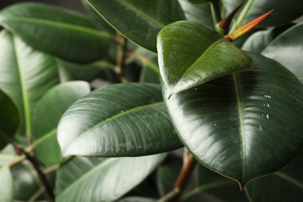 Ficus with lush leaves, closeup. Tropical plant - Photo, Image