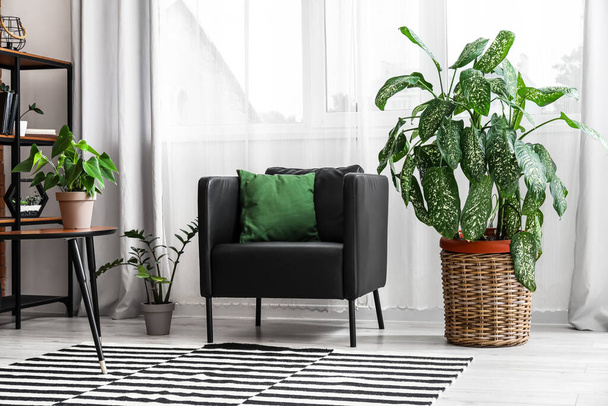 Modern armchair and houseplants near window in living room - Photo, image