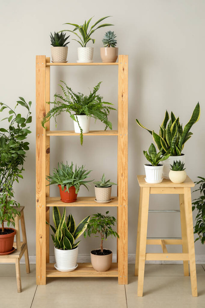 Stools and shelving unit with different houseplants near light wall - Fotoğraf, Görsel