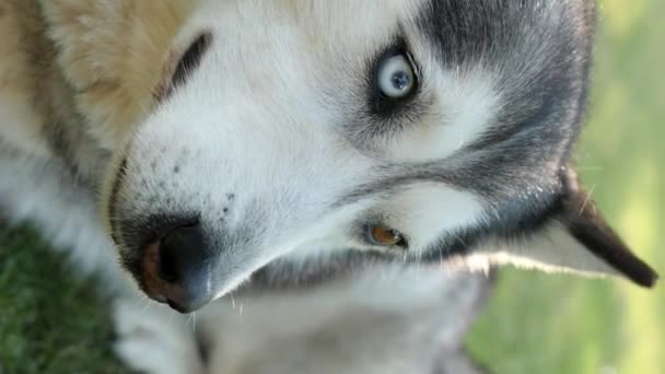 Vertikales Video. Ein grauer Husky-Hund liegt im Gras. Unterschiedlich gefärbte Augen. wedelt mit dem Schwanz. - Filmmaterial, Video