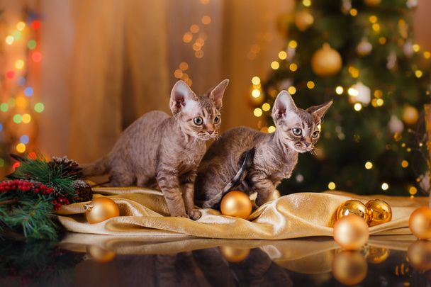 Devon Rex cat, Christmas and New Year - Fotografie, Obrázek