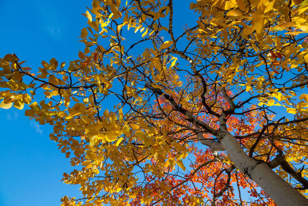 Árbol de otoño en el prado matutino. Hojas que caen fondo natural - Foto, Imagen
