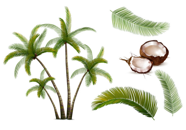 Hindistan cevizi palmiyesi gerçekçi izole ikon seti çatlak fındık yaprakları dallar ve tüm ağaç görüntüsü illüstrasyon - Vektör, Görsel