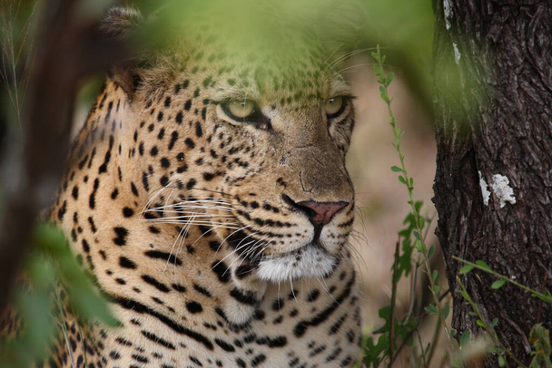 Leopard / Leopard / Panthera pardus - Valokuva, kuva