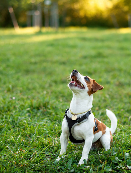 A Jack Russell dog looks up on a blurred background of trees and green grass. A beautiful dog has a collar on his neck. The photo is blurred. High quality photo - Foto, afbeelding