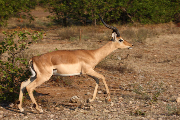 Schwarzfersenantilope / Impala / Aepyceros melampus - Foto, imagen