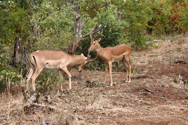 Schwarzfersenantilope / Impala / Aepyceros melampus - Foto, imagen