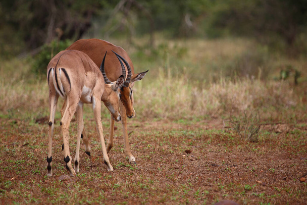 Schwarzfersenantilope / Impala / Aepyceros melampus - Photo, Image