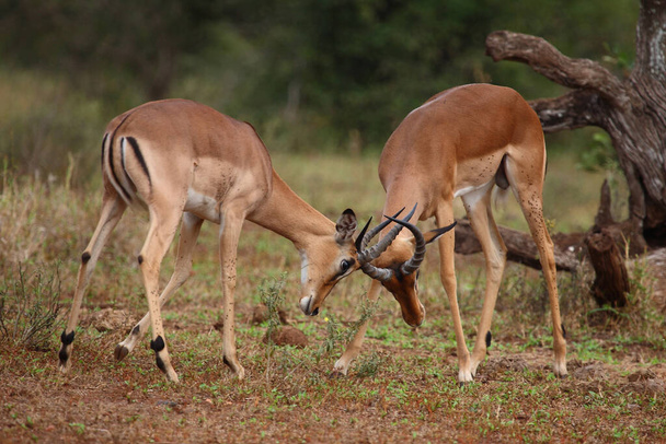 Schwarzfersenantilope / Impala / Aepyceros melampus - Fotografie, Obrázek