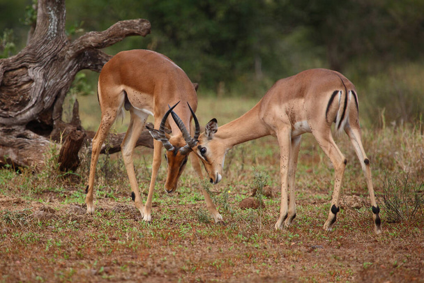 Schwarzfersenantilope / Impala / Aepyceros melampus - Fotó, kép