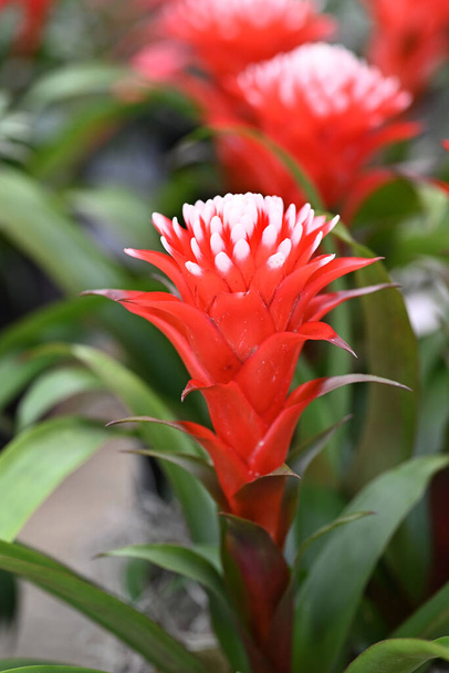 Picturesque blossoming of a beautiful Guzmania flower.. High quality photo - Photo, Image