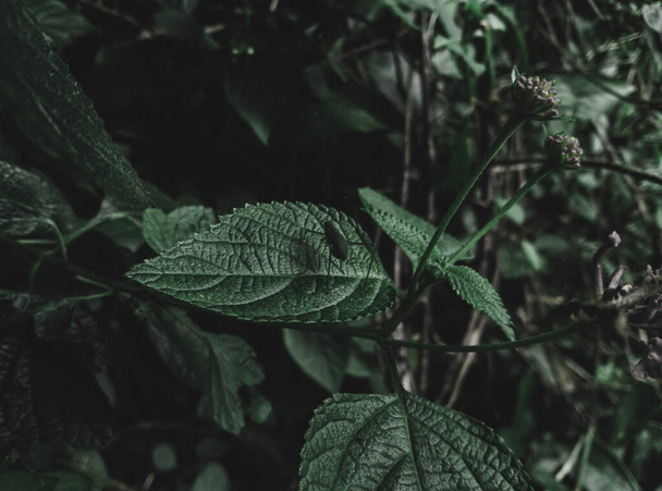 Closeup of a Leaf with a bug resting on it ,Foliage, Selective Focus, Moody Theme. - Фото, зображення
