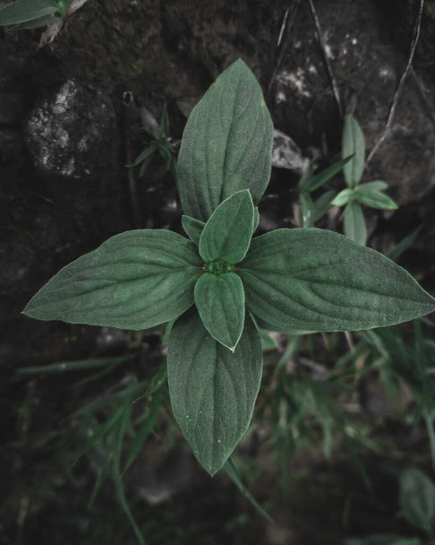 Top down shot of a plant called False buttonweed ,Foliage, Selective Focus, Moody Theme. - Zdjęcie, obraz