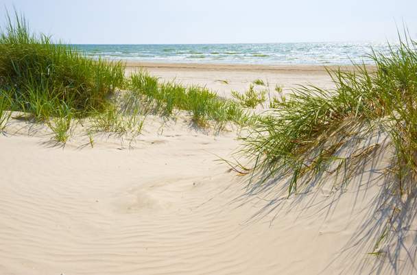 písečné duny na pláži jurmala. - Fotografie, Obrázek