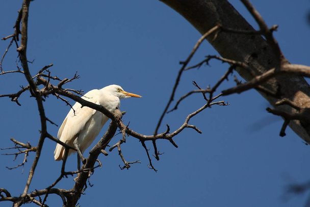 Silberreiher / Nagy fehér Egret / Egretta alba - Fotó, kép