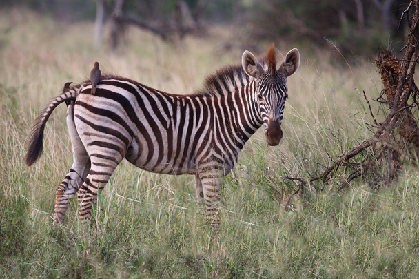 Steppenzebra / Burchell's zebra / Equus burchellii - Fotografie, Obrázek