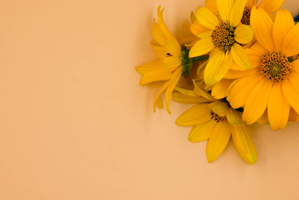 Krásné květiny na barevném pozadí - Fotografie, Obrázek