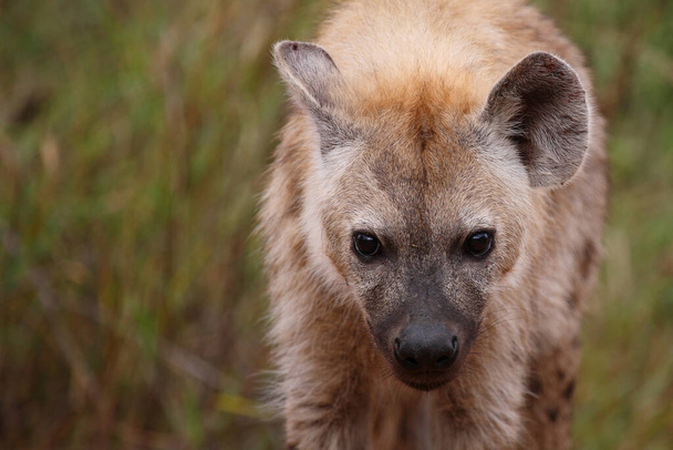 Tuepfelhyen / tečkovaná hyena / Crocuta crocuta - Fotografie, Obrázek
