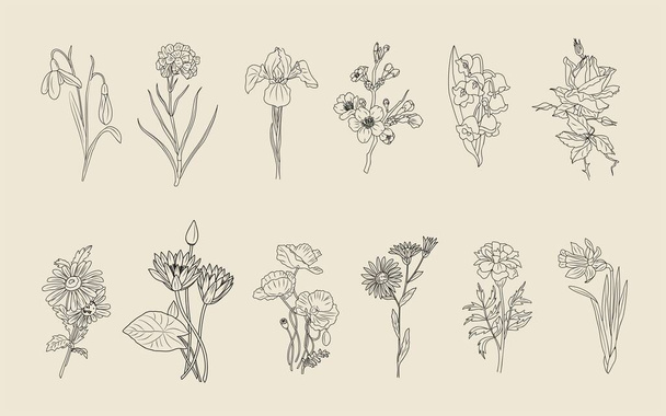 Set of flower line art vector illustrations. Daisy, marigold, rose, snowdrop, iris, aster, cherry blossom, chrysanthemum, narcissus, lotus, lilies of the valley hand drawn black ink sketch. - Vector, Imagen