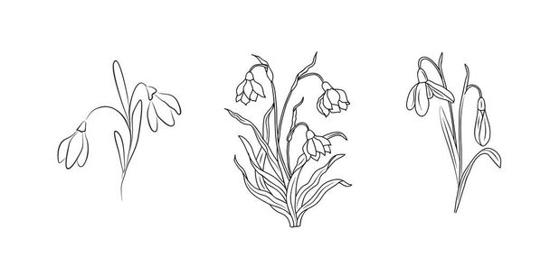 Állítsa be a január hónap virágok Hóvirág vonal művészet vektor illusztrációk. Kézzel rajzolt fekete tinta vázlat. Tökéletes a modern ékszerek, tetoválás, meghívók, fali művészet, logó, csomagolás és címkézés design. - Vektor, kép