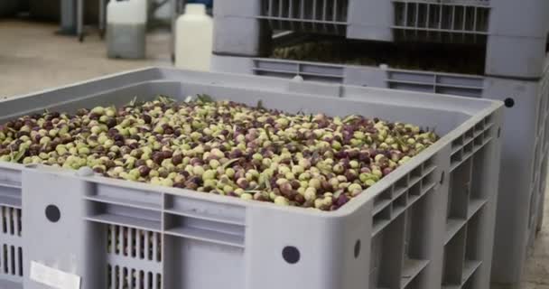 Les olives sont dans la grande boîte avant le broyage dans le moulin à huile - Séquence, vidéo