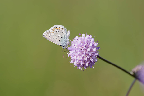 A small gossamer-winged butterfly sits in the meadow on a violet flower - Photo, Image