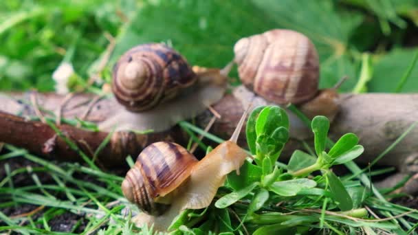 Three large helix pomatia grape snails crawl in the grass in the summer forest - Filmmaterial, Video