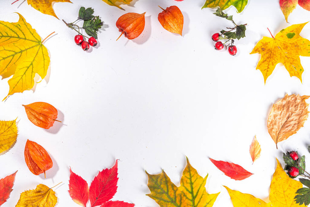 Autumn composition. Autumn colored red, yellow leaves, flowers, berries on white background. Autumn, fall, thanksgiving day greeting card flat lay, top view, copy space - Fotó, kép