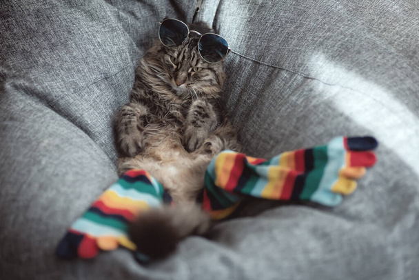 Бытовая кошка в солнечных очках и носках отдыхает в бобовом мешке - Фото, изображение