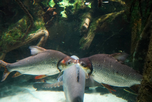 pez dos besos bajo el agua en amor beso - Foto, Imagen