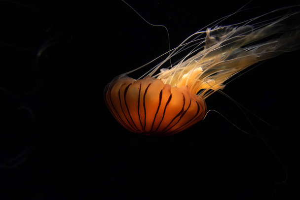 Japonské moře kopřivy medúzy ryby pod vodou izolované na černé - Fotografie, Obrázek
