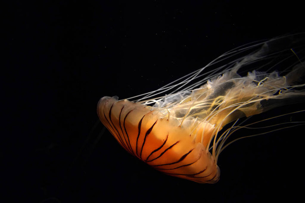 японська морська кропива желе риба під водою ізольована на чорному
 - Фото, зображення