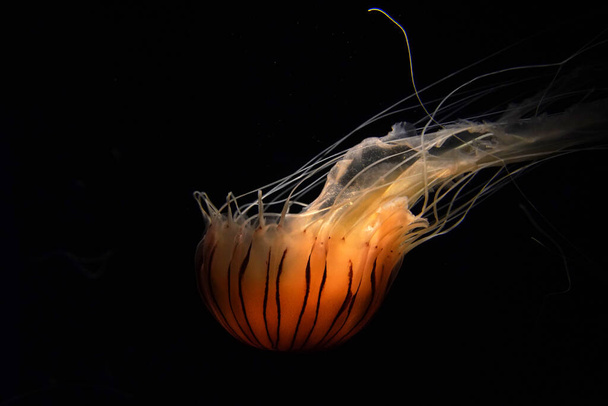 japanese sea nettle jelly fish underwater isolated on black - Photo, Image