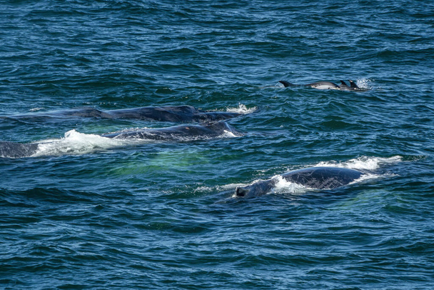 bultrug walvis eten in kaap kabeljauw walvis kijken tour met Atlantische dolfijnen - Foto, afbeelding