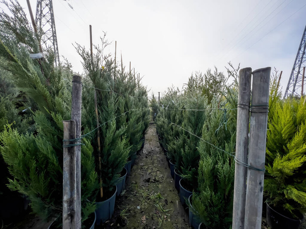 Farm with multiple western thuja emerald green hedge, evergreen trees waiting for customers at specialist gardening store - Photo, Image