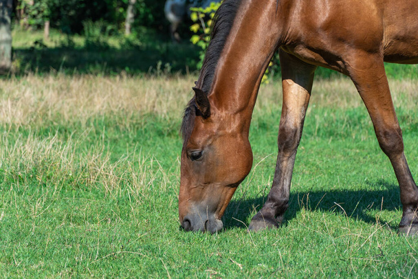 Kaunis lahden hevonen laitumella. Ruskea tamma syö vihreää ruohoa. Aikuinen naaras equus caballus mustalla hännällä ja harjalla kentällä. Inkivääri perissodactyla nyppiä ja syö kasveja aurinkoisena päivänä. - Valokuva, kuva