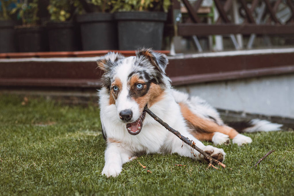 Australian Shepherd puppy with ragged eyes lying in the garden chewing on a twig and smiling happily. Love for a pet. - Photo, Image