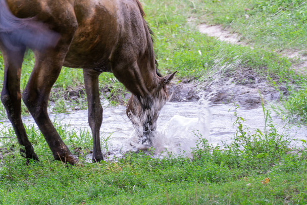 Horse drinks water in river. Beautiful equus caballus quenches his thirst in pasture and beats hoof. Animal perissodactyla on waterhole in meadow. Splashes and drops fly from blow hoof. - Photo, Image