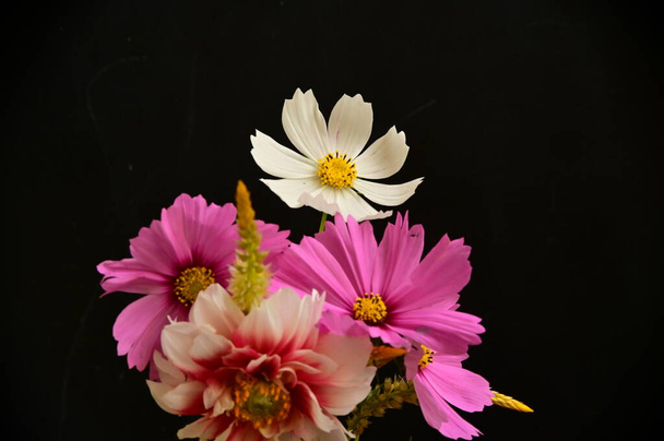 hermosas flores blancas y rosas sobre fondo negro - Foto, imagen