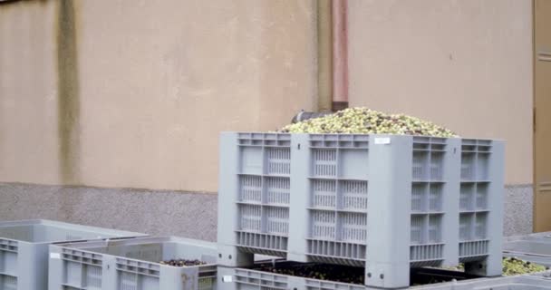 Panning βίντεο από κουτιά ελιάς να απορρίπτουν μηχάνημα των πυρηνόκαρπων στη Σικελία. Ιταλία - Πλάνα, βίντεο
