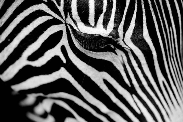 Művészi közelkép egy zebráról fekete-fehérben. - Fotó, kép