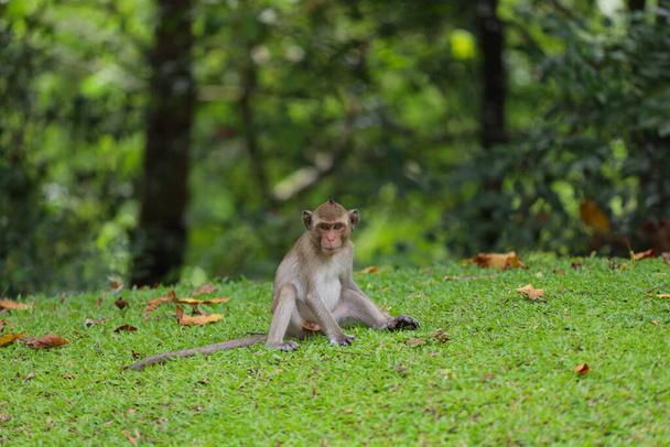 The baby Monkey is sitdown on grass garden in front of forest - Photo, image