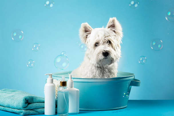 Cute West Highland White Terrier dog after bath. Dog wrapped in towel. Pet grooming concept. Copy Space. Place for text. High quality photo - Foto, imagen