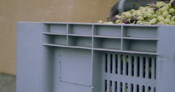 Schwenk-Video von Oliven-Boxen zur Austragungsmaschine von Oliventrester in Sizilien. Italien - Filmmaterial, Video
